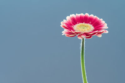 Close-up of pink flower blooming against blue background