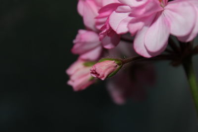 Close-up of pink flowers