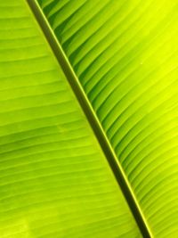 Full frame shot of palm leaves