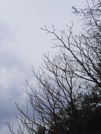 Low angle view of tree against sky