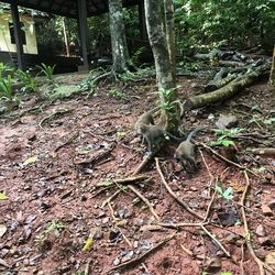 View of lizard on field in forest