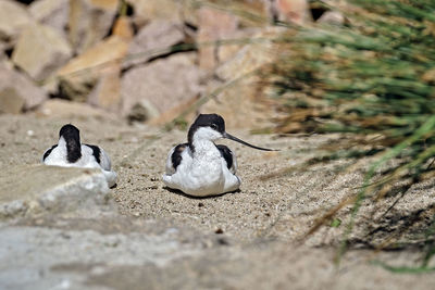 Close-up of penguins on rock