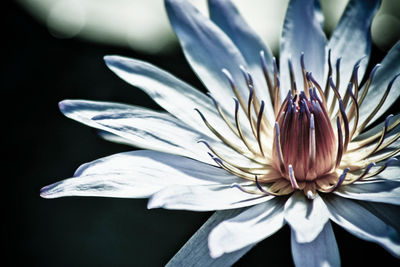 Close-up of white flower