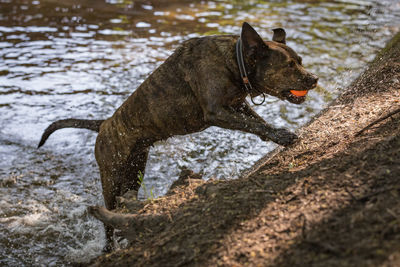 Dog in a water