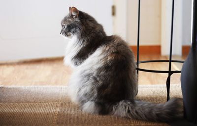 Cat sitting on sofa at home