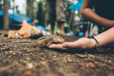 Chipmunk eating out of hand