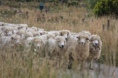 Sheep on field