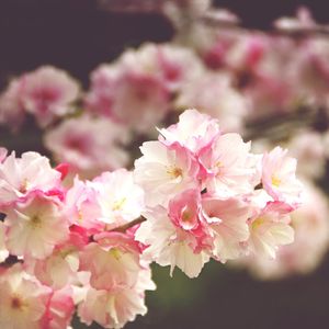 Close-up of pink flowers
