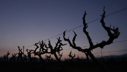 Silhouette trees on field against clear sky at dusk