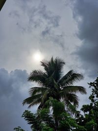 Low angle view of palm tree against sky