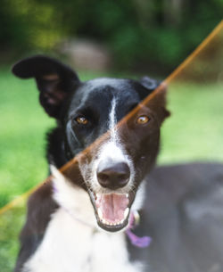 Portrait of black dog