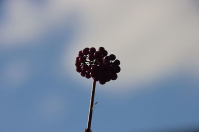 Low angle view of berries growing on plant against sky