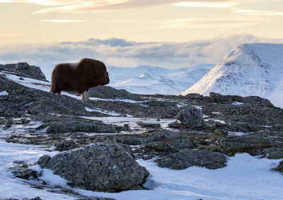 View of a horse on snow covered mountain against sky