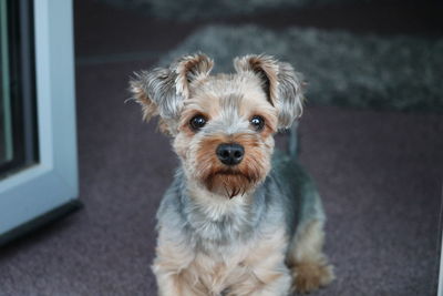 Portrait of puppy