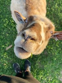 High angle view of rabbit on field