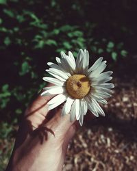 Close-up of cropped hand holding daisy