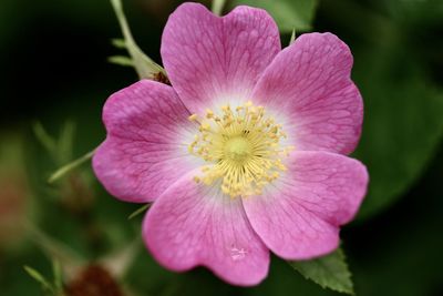 Close-up of pink flower