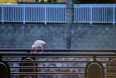 Bird on railing against wall in city