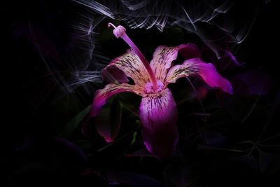 Close-up of purple flowering plant against black background