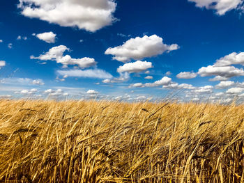 Scenic view of wheat field against sky
