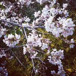 Low angle view of cherry blossom tree