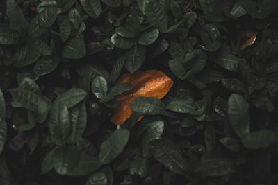 High angle view of autumn leaves in water