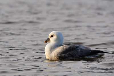 High angle view of seagull swimming in sea