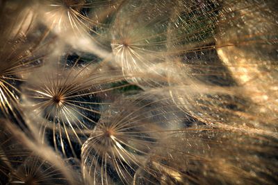 Close-up of dandelion