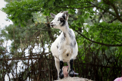 Brightly colored domestic goat stands on a tree and poses for a photographer. capra aegagrus hircus