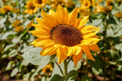 Close-up of sunflower