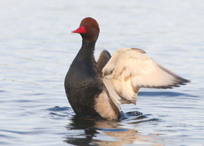 Close-up of duck in lake