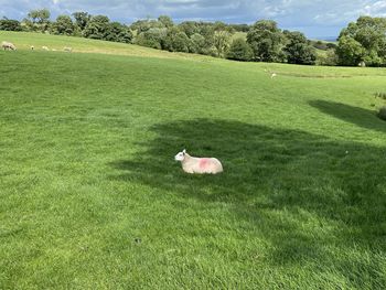 Sheep, resting on a sloping pasture, with trees on the horizon near, otley, yorkshire, uk