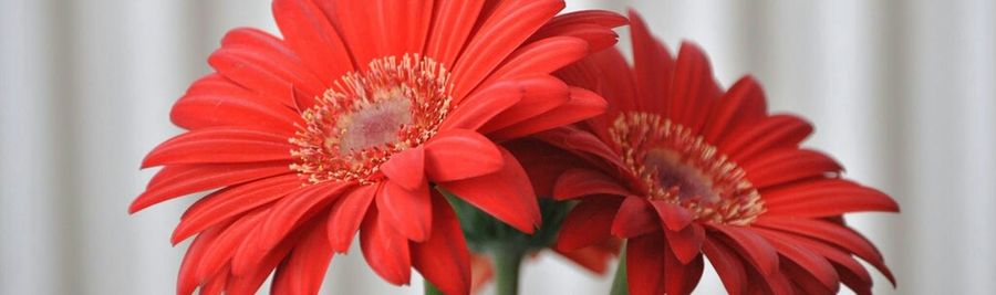 Close-up of red flower