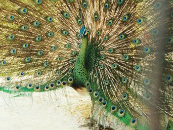 Close-up of peacock