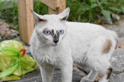 Close-up portrait of a cat