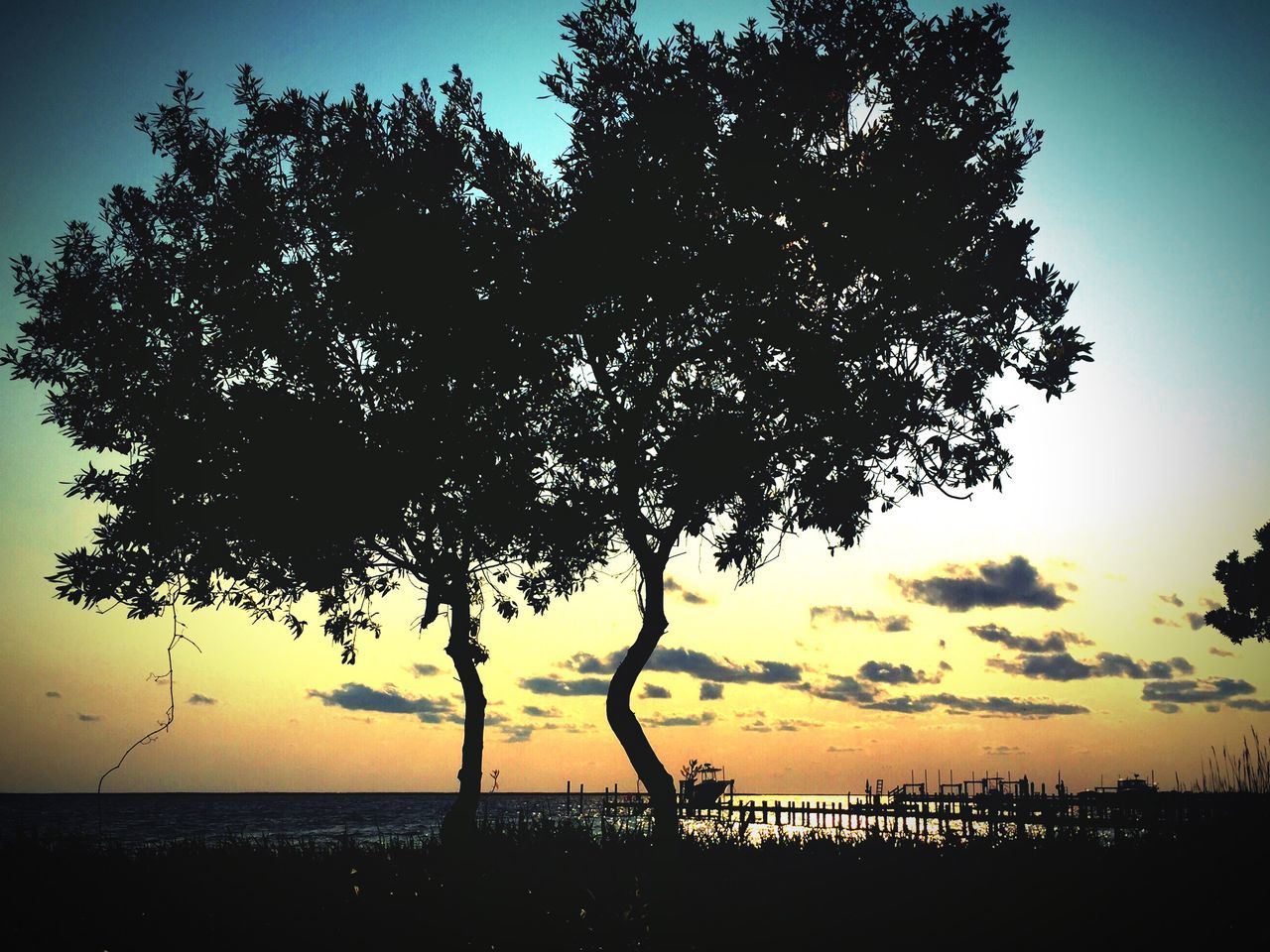 sunset, sea, silhouette, tranquility, scenics, tranquil scene, horizon over water, beauty in nature, water, beach, sky, tree, nature, idyllic, shore, branch, orange color, tree trunk, non-urban scene, growth