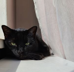 Close-up portrait of a cat