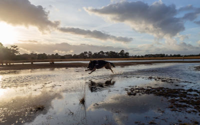 Dog running in water