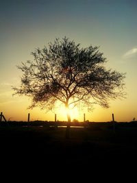 Silhouette of trees at sunset