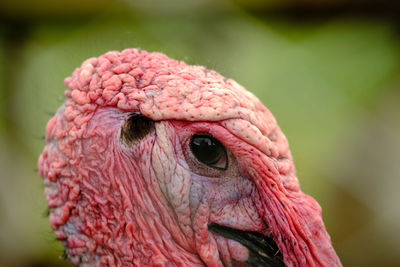 Close-up of a turkey 