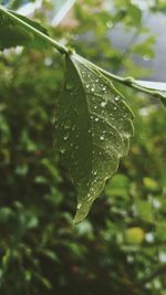 Close-up of wet plant leaves