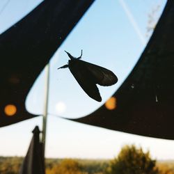 Close-up of butterfly on glass window