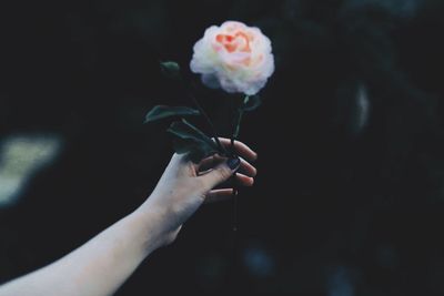 Close-up of hand holding flower