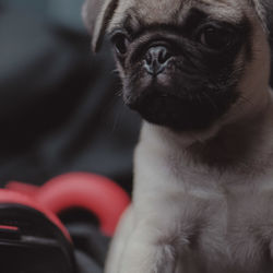 Close-up of dog looking away