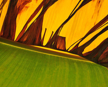 Full frame shot of yellow leaf