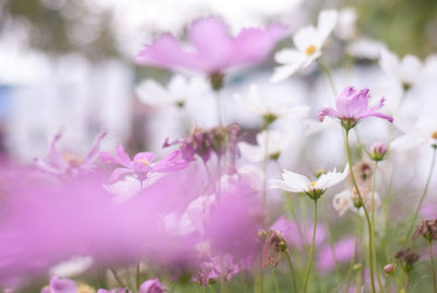 Close-up of pink cosmos flowers