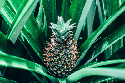 Full frame shot of pineapple plant