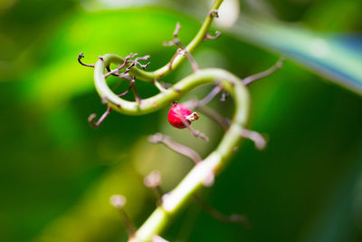 Close-up of red flower bud