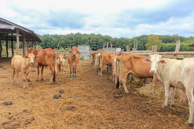 Horses standing in ranch