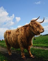 Cow standing on field against sky